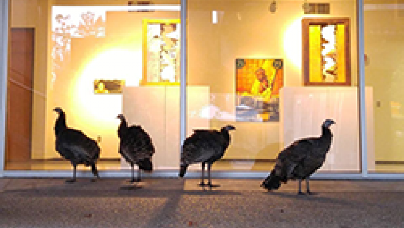 wild turkeys outside LCC Art Gallery