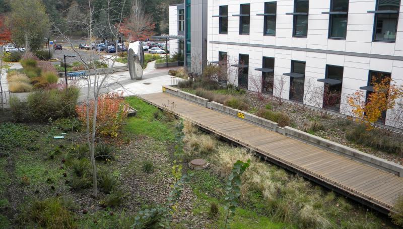 walkway with natural landscaping on lane campus