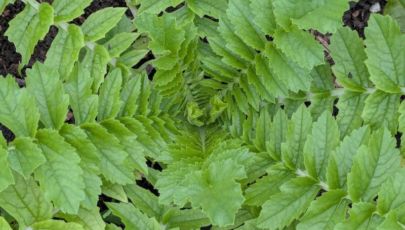 a close up of the bright green, fern-like leaves of a parsnip