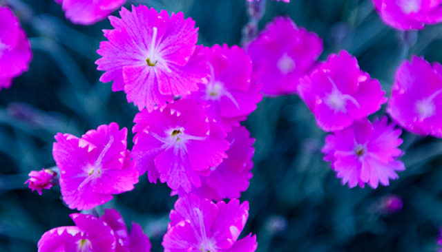 Purple flowers