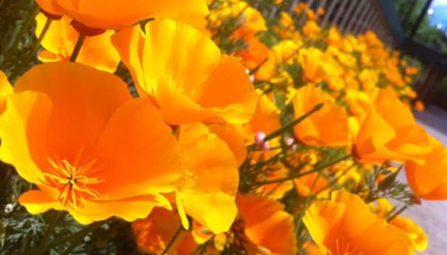 Orange flowers