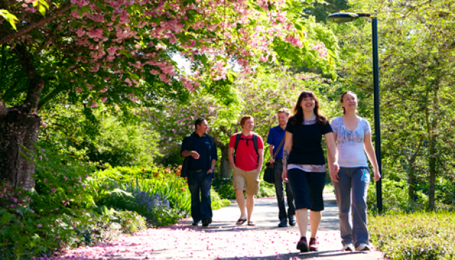 Students walk on a path underneath trees in blossom.