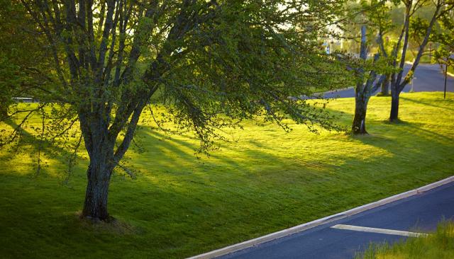 Green grass and oak trees by the road to LCC