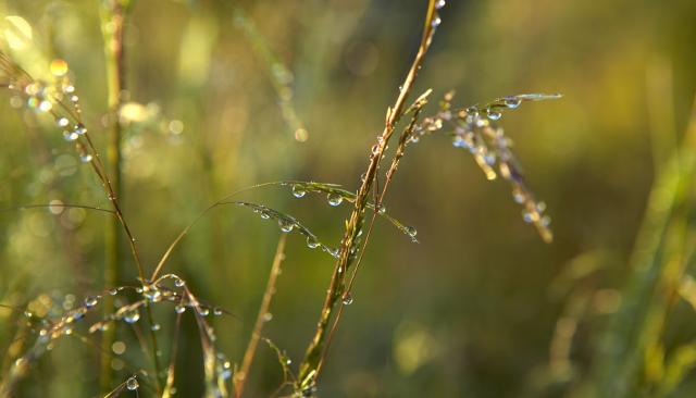 tall grass with water droplets