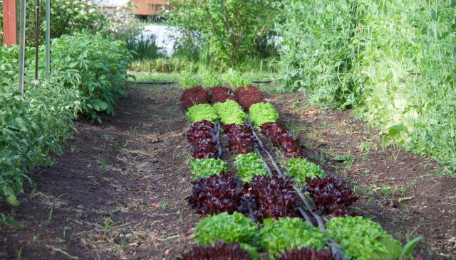 alternating rows of green and purple leafy editable plants
