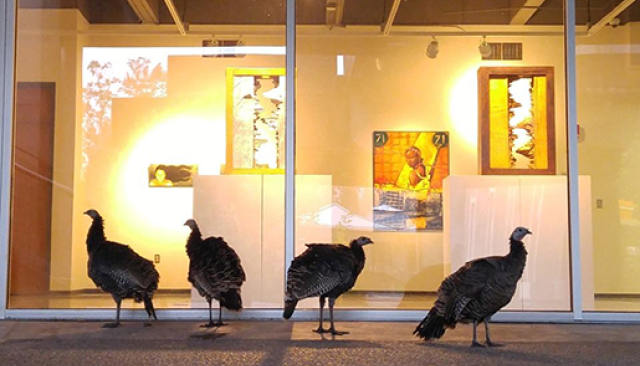 turkeys by Art Gallery on main campus 2017