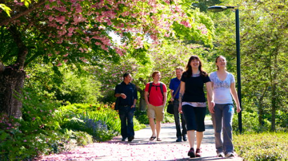 Students walk on a path underneath trees in blossom.