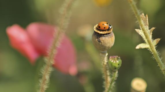 Ladybug on a poppy flower