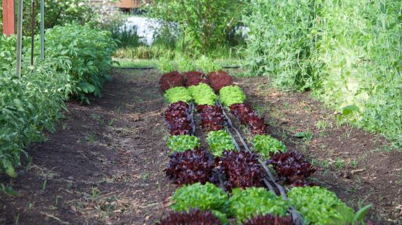 Student practice garden on lane campus