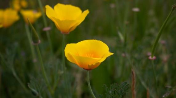 two california poppies blooming amongst long native grass