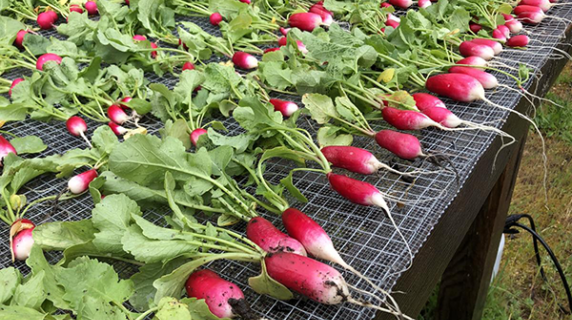 Radishes harvested from Learning Garden Aug 2020