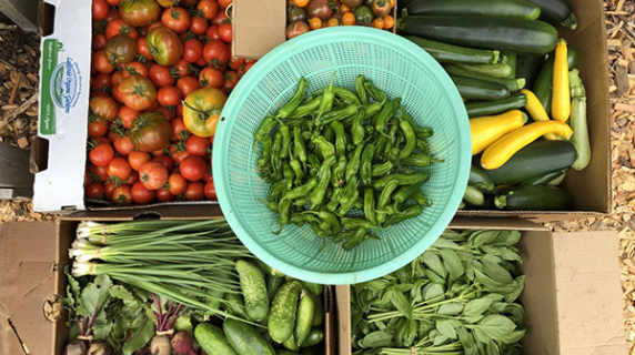 Veggies harvested from Learning Garden - Aug 2020