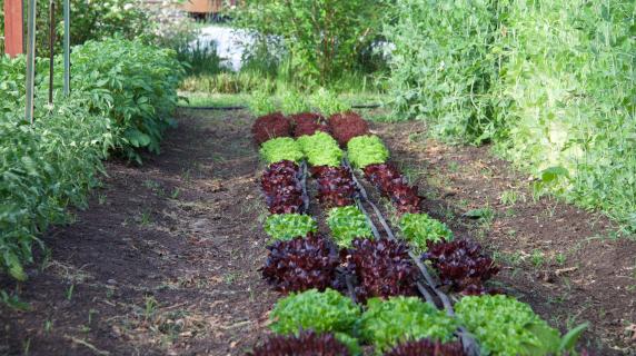 Student practice garden on lane campus