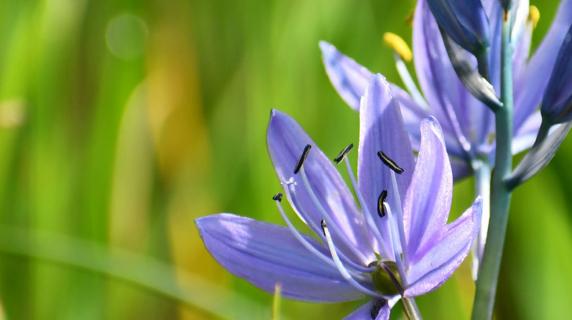 Purple flowers on campus