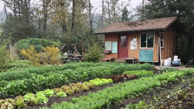 the LCC Learning Garden with many different vegetables planted