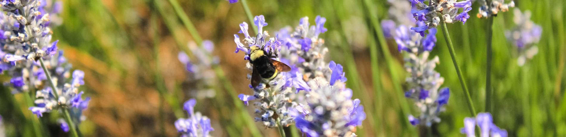 Close up of a fluffy bee on lavender flower flowers