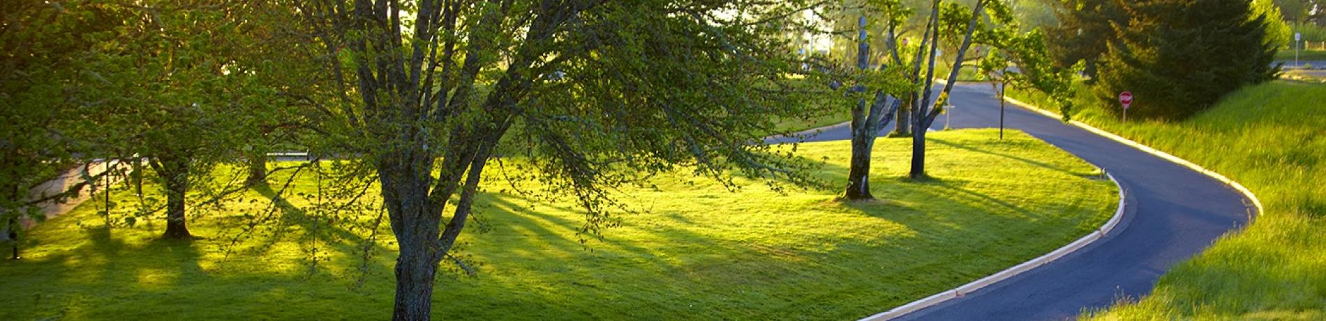 green trees, grass a road to lane community college