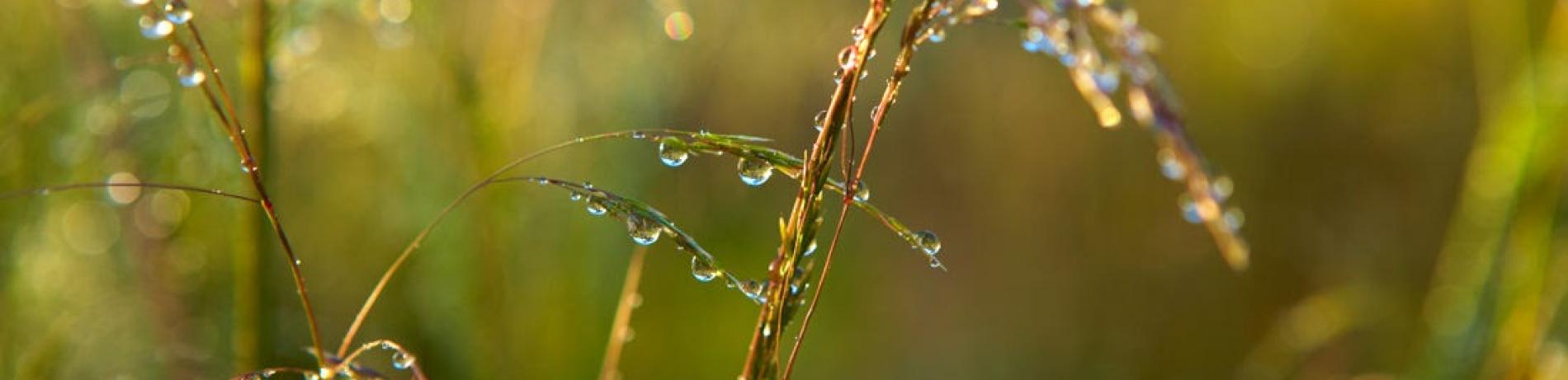 tall grass with water droplets 