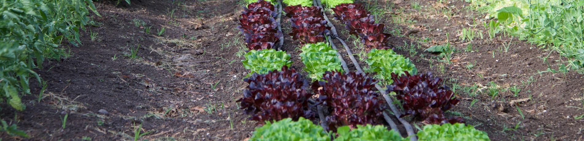 alternating rows of green and purple leafy editable plants