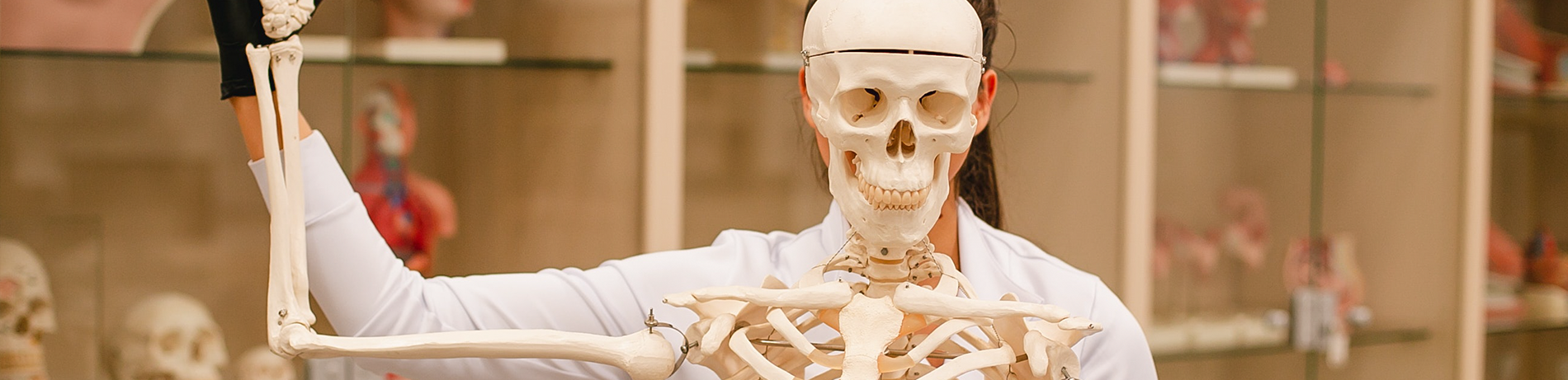 Skeleton in classroom