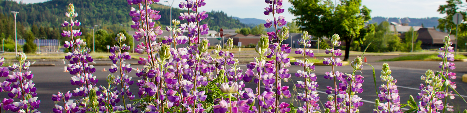 view towards main campus through purple lupine