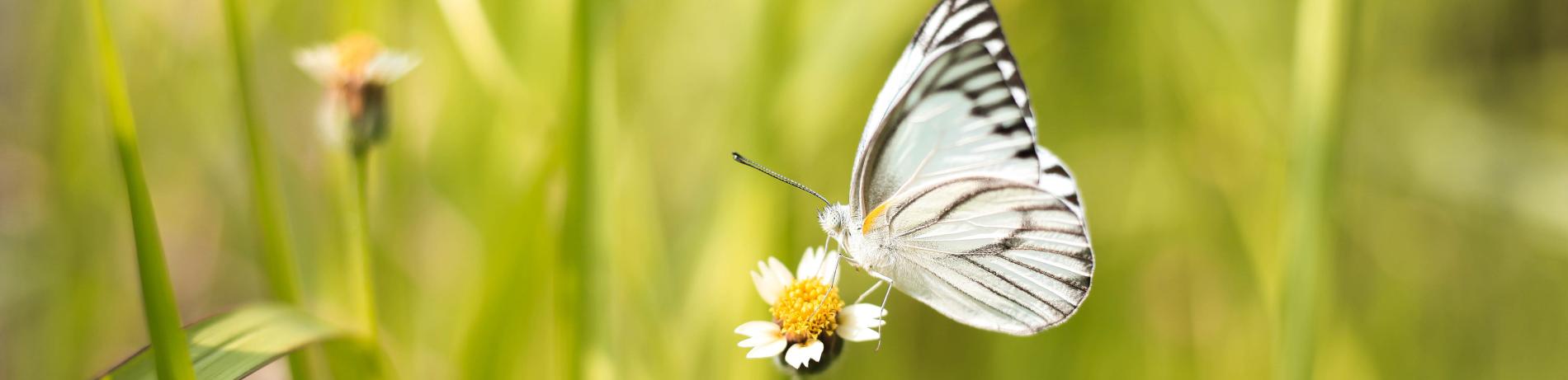 Flower and butterfly on main campus