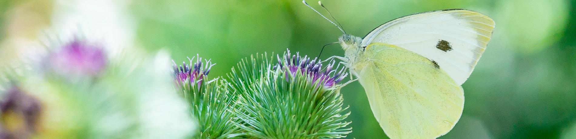 butterfly on flower