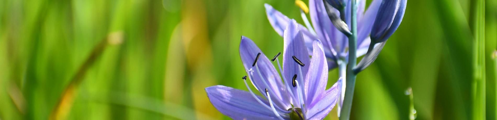 Purple flowers on campus