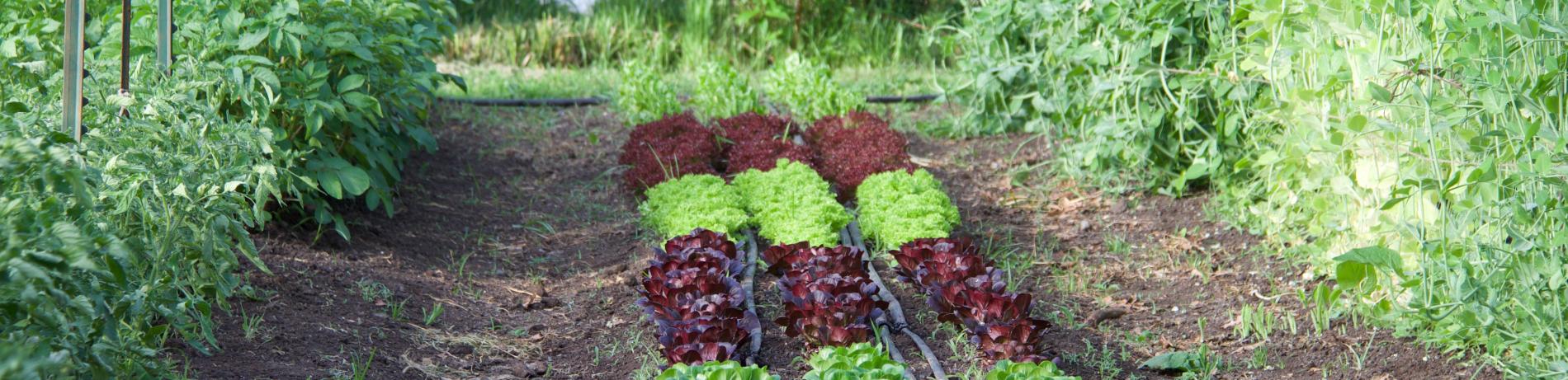 Lettuce in the learning garden