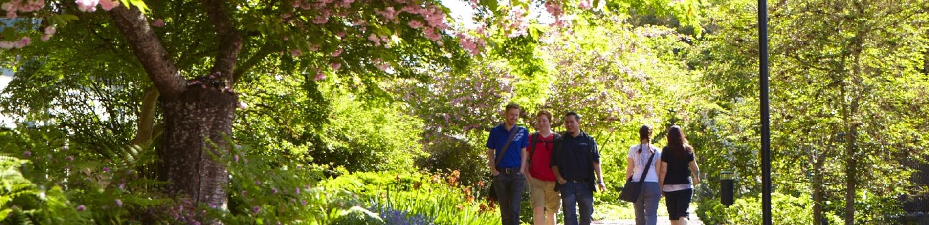 students walking on campus with cherry blossoms