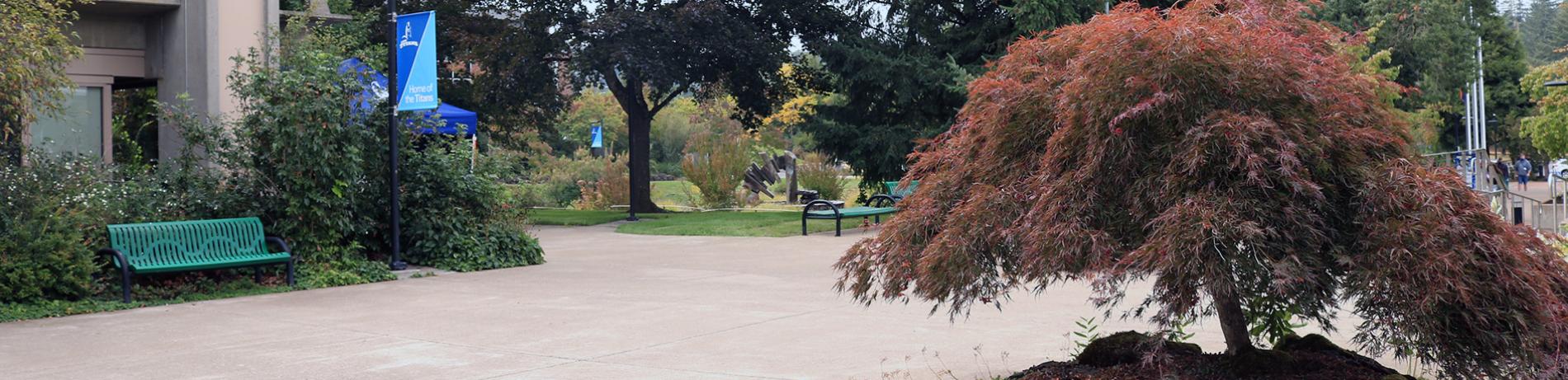 Photo of a Japanese Maple Tree outside Building 3