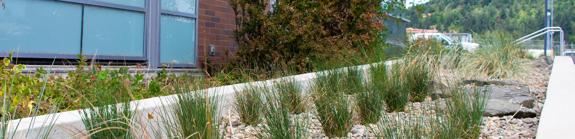 a rain garden outside the new Health Professions Building