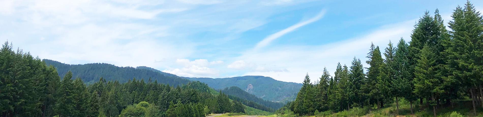 a view of forest against a blue sky for Oregon residency