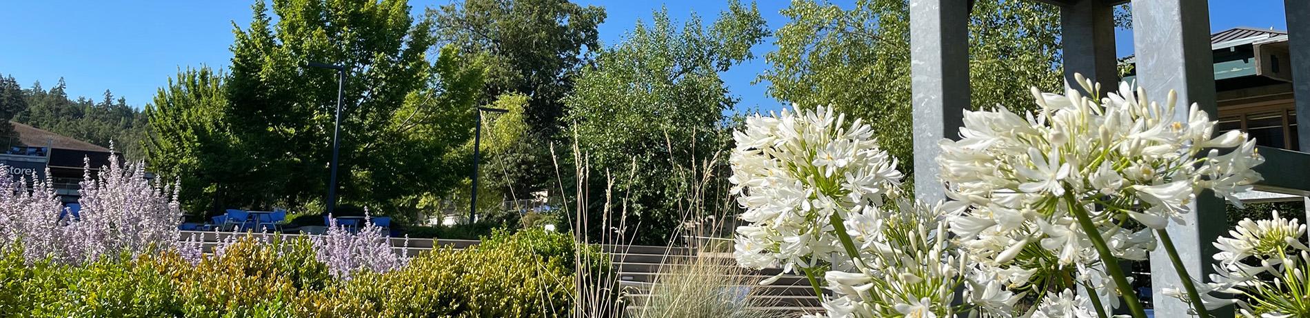lavender and white flowers in bloom on campus with trees in background