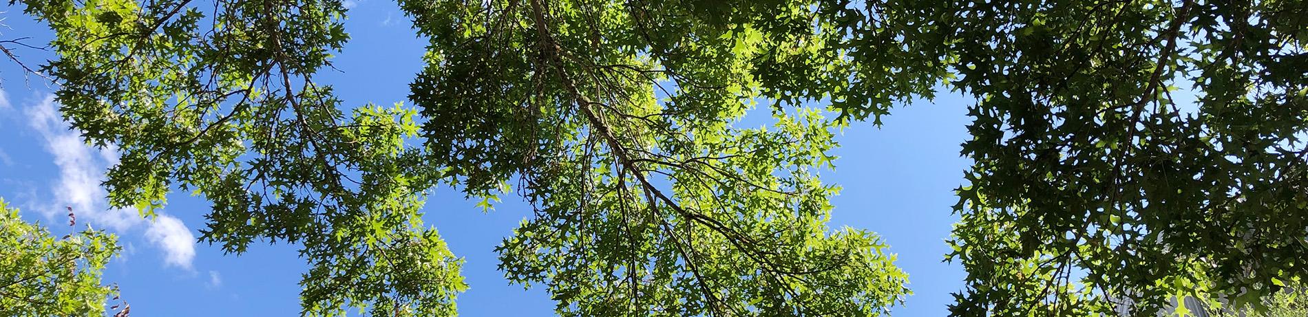 looking up at tree leaves against a bright blue sky on campus