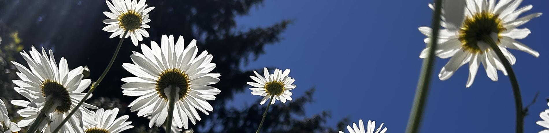 daisies against a bright blue sky