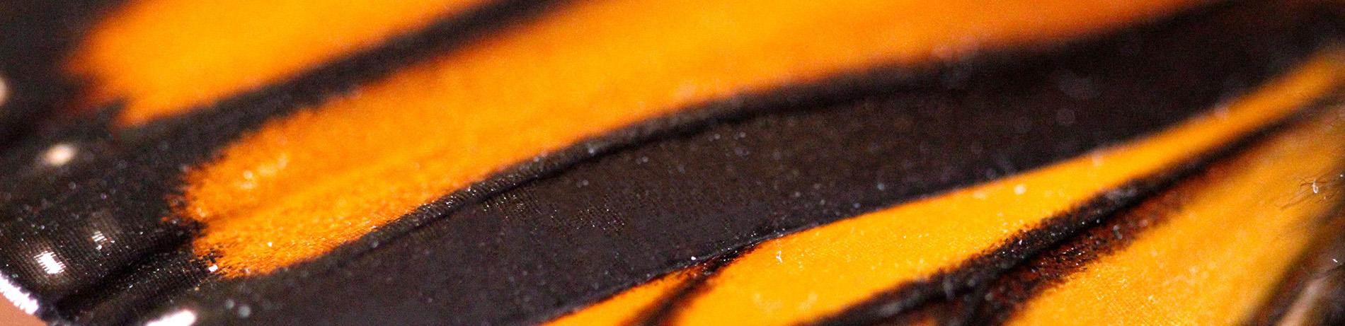 Detailed view of a Monarch butterfly wing showcasing vibrant colors and patterns
