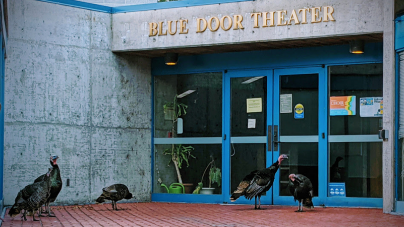 turkeys on main campus