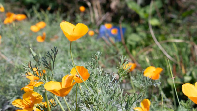Orange flowers with a blue Lane banner in the background