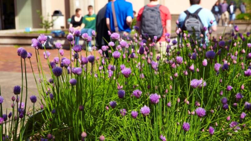 flowers on campus with students walking in background