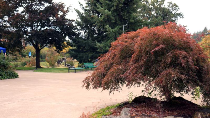 A Japanese Maple outside building 3