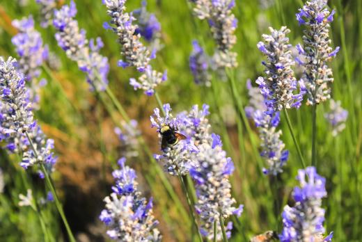Close up of a fluffy bee on lavender flower flowers