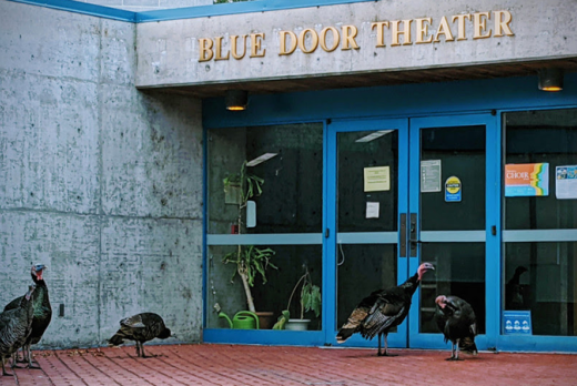 turkeys on main campus