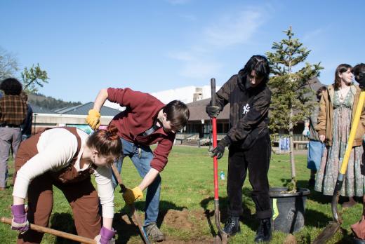 biology students planting trees on a sunny day on campus