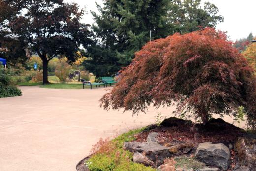 A Japanese Maple outside building 3