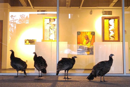 turkeys by Art Gallery on main campus 2017