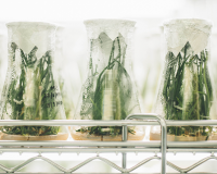 Plants in beakers under light