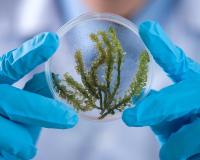 plant sample in petri dish