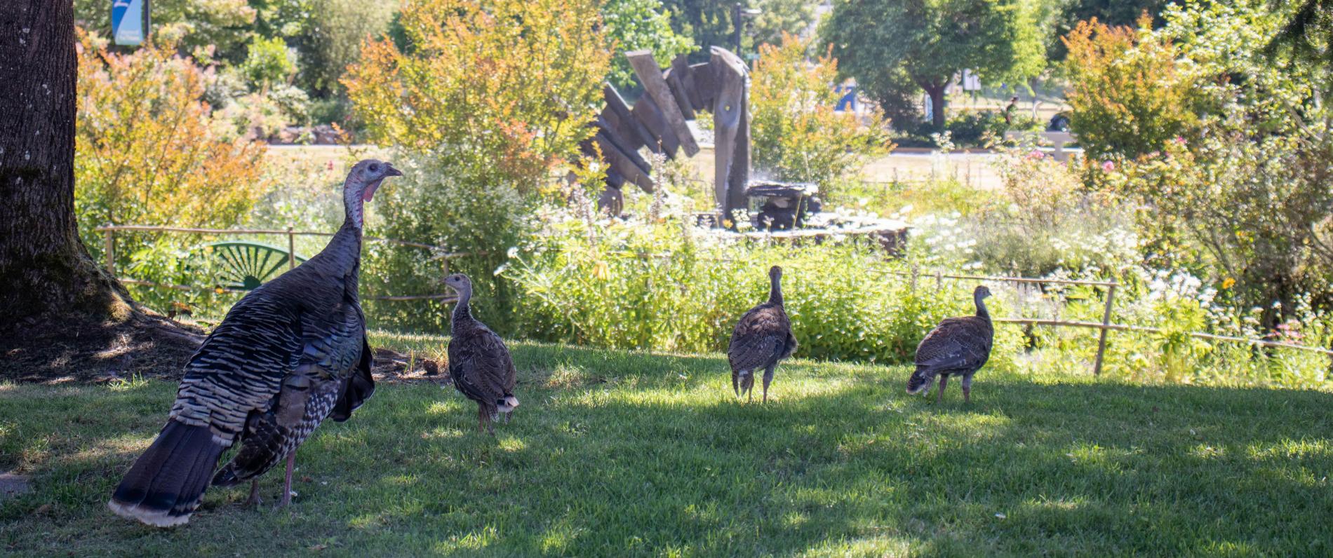 Turkeys on main campus