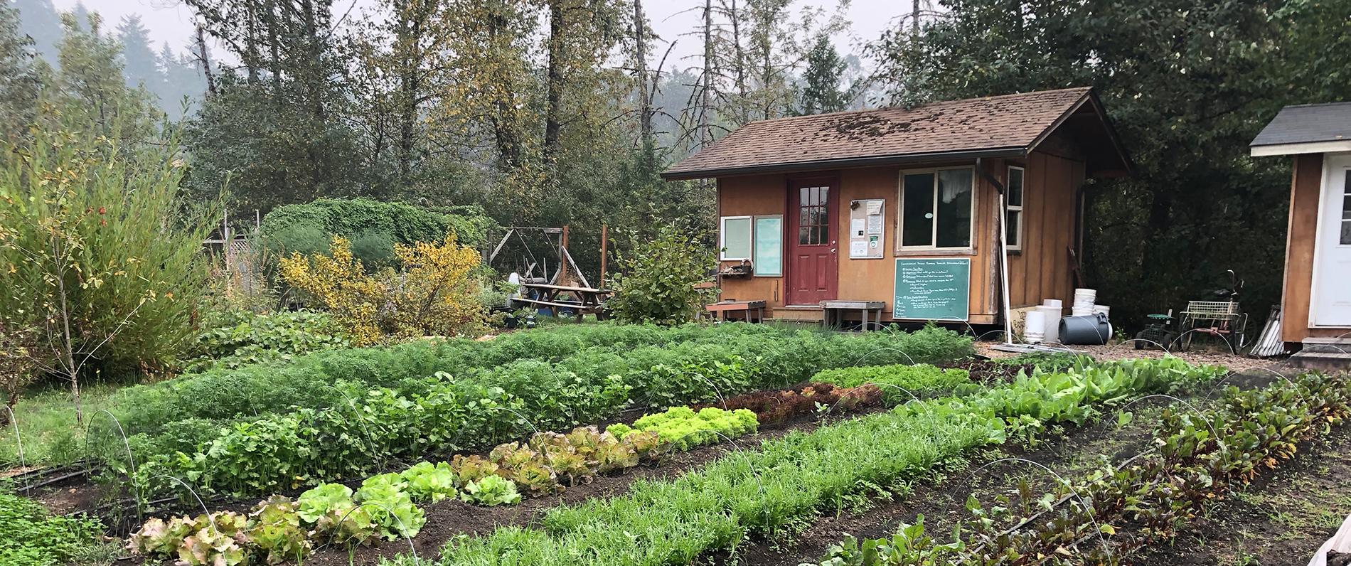 the LCC Learning Garden with many different vegetables planted